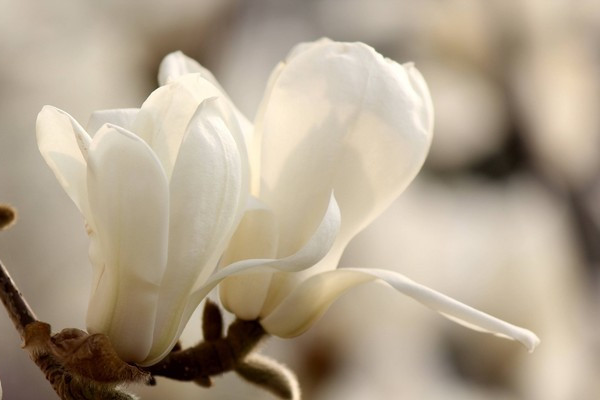 如何地道地跟老外聊“春天”？