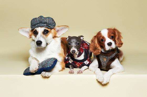 休個(gè)“寵物陪護(hù)假”？