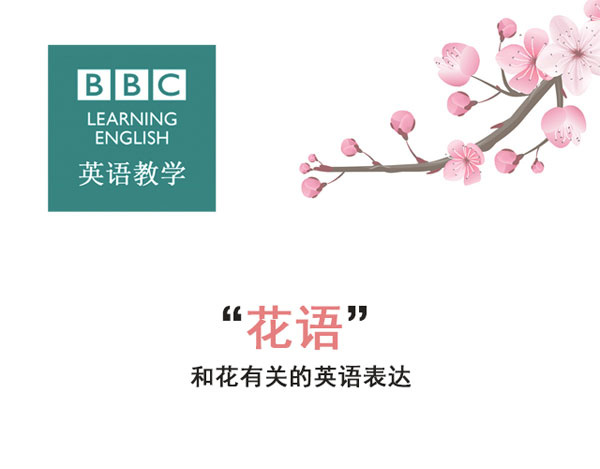 “花語”：和花有關(guān)的英語表達