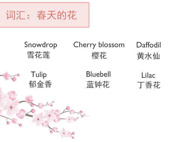 “花語”：和花有關(guān)的英語表達