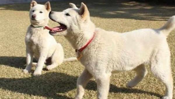 人走狗留 樸槿惠遭動保團(tuán)體指控