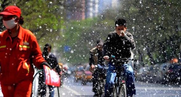 北京:力爭2020年告別四月楊柳飛絮