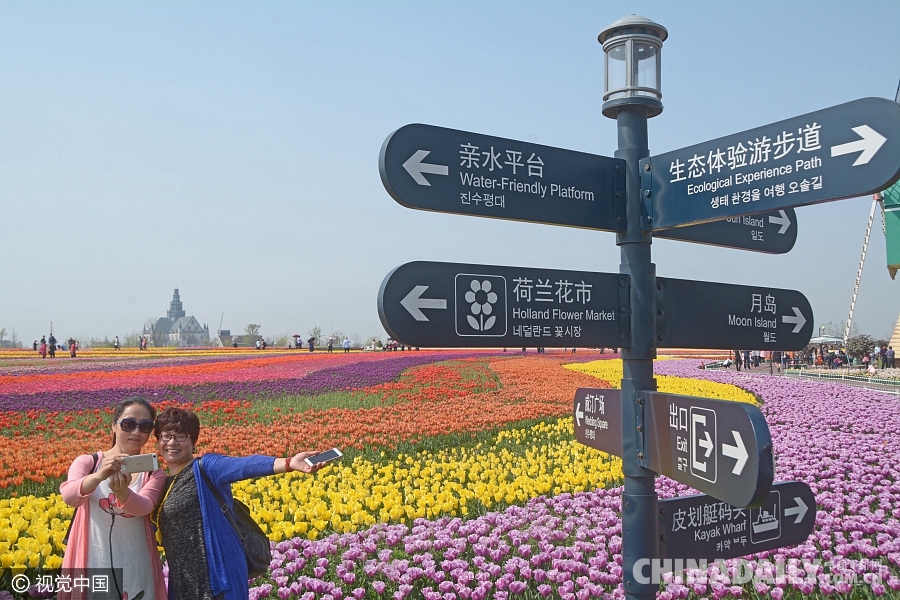 大好春光豈可負(fù)？世界各地盡享花海美景（組圖）