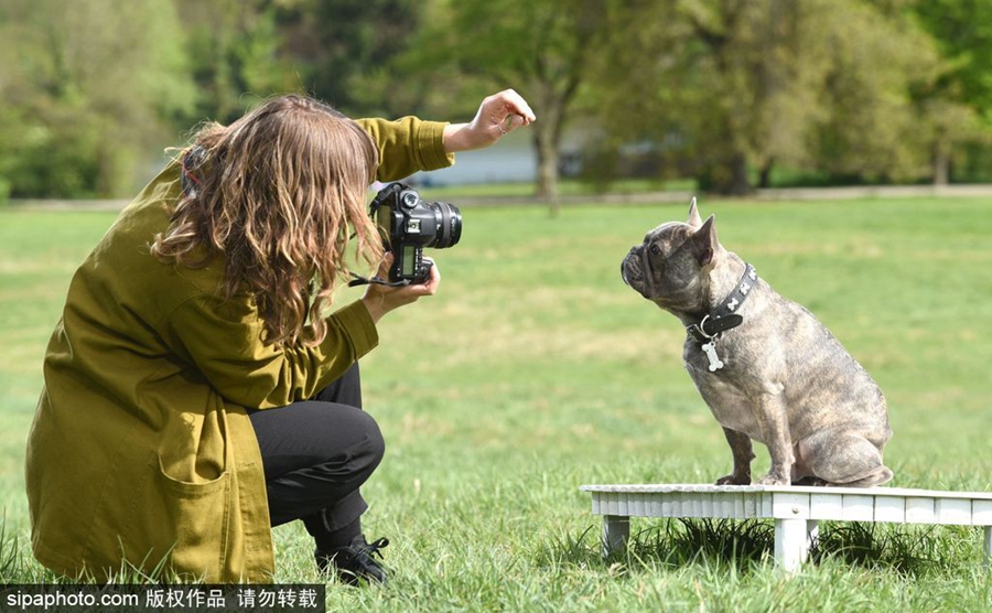 鏟屎官們看過來！狗狗“證件照”要這么拍（組圖）