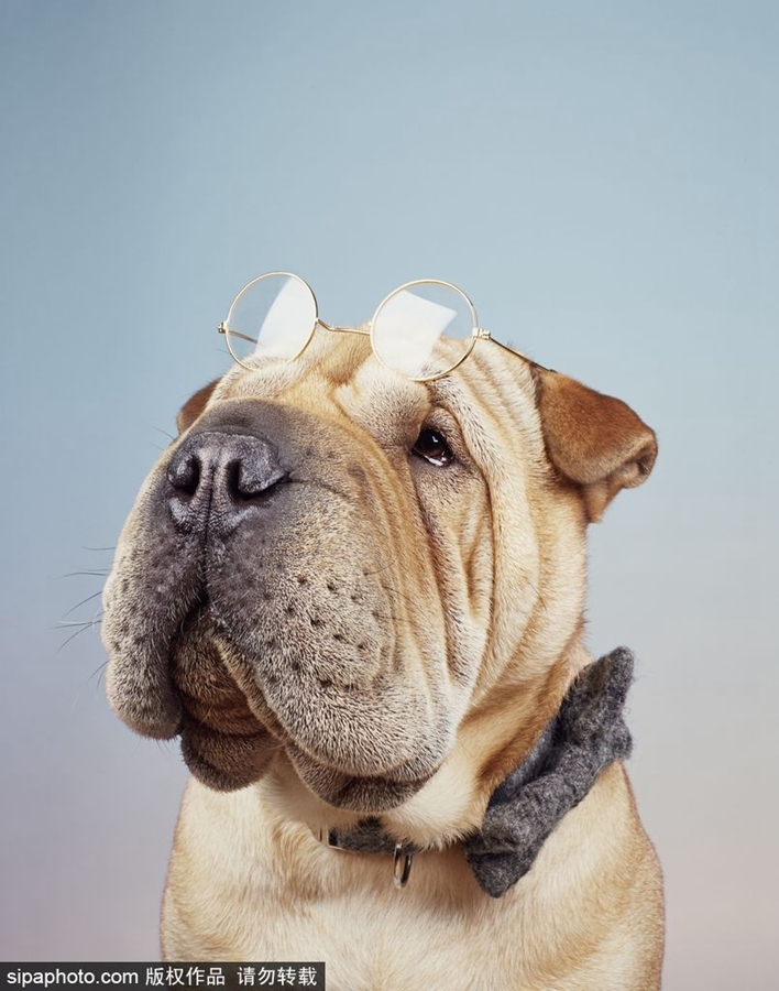 鏟屎官們看過來(lái)！狗狗“證件照”要這么拍（組圖）