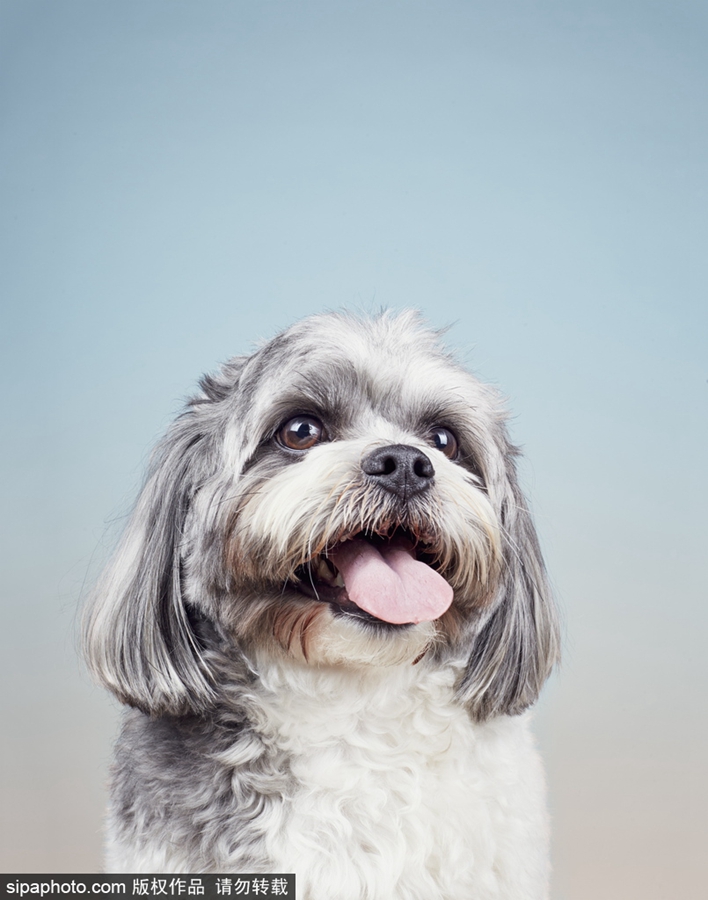 鏟屎官們看過(guò)來(lái)！狗狗“證件照”要這么拍（組圖）