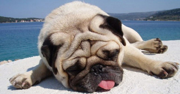 解暑知識(shí)小科普 這個(gè)夏天讓你“透心涼、心飛揚(yáng)”