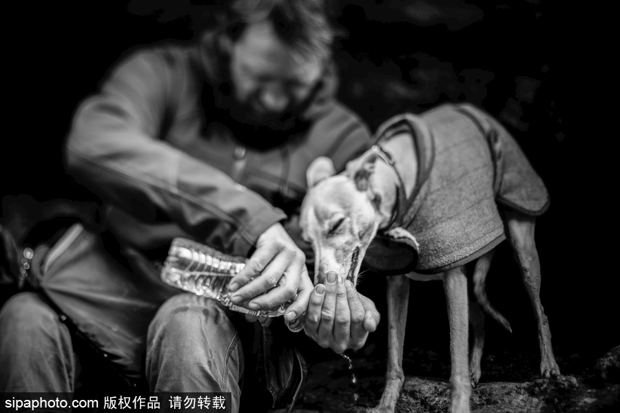人類最好的朋友 英國(guó)年度狗狗攝影師獲獎(jiǎng)作品（組圖）