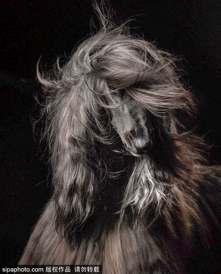 人類最好的朋友 英國年度狗狗攝影師獲獎作品（組圖）