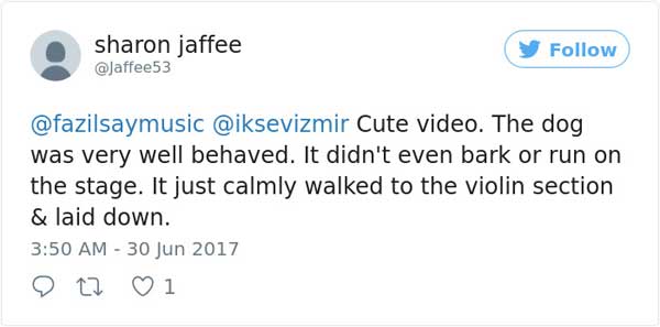 土耳其音樂會 流浪狗意外成網(wǎng)紅