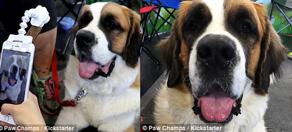 寵物拍照神器，你家汪星人終于能好好照相了！