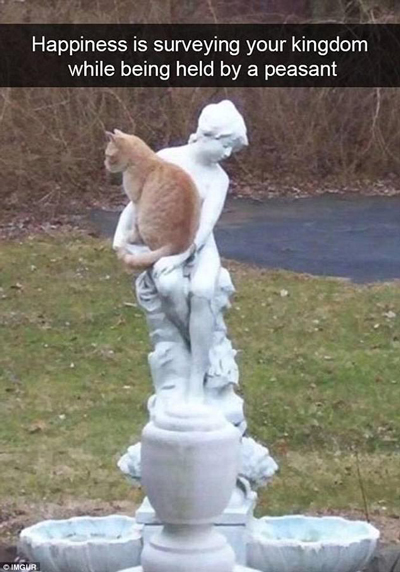 從功夫貓、醫(yī)生貓到蜘蛛貓，喵星人要被玩壞了