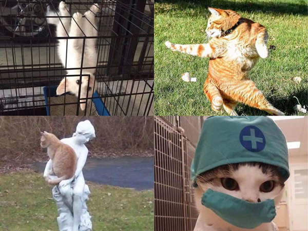 從功夫貓、醫(yī)生貓到蜘蛛貓，喵星人要被玩壞了