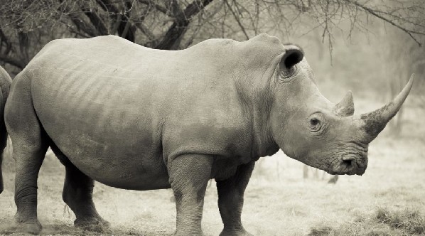 比黑天鵝更可怕的“灰犀牛”到底是啥？