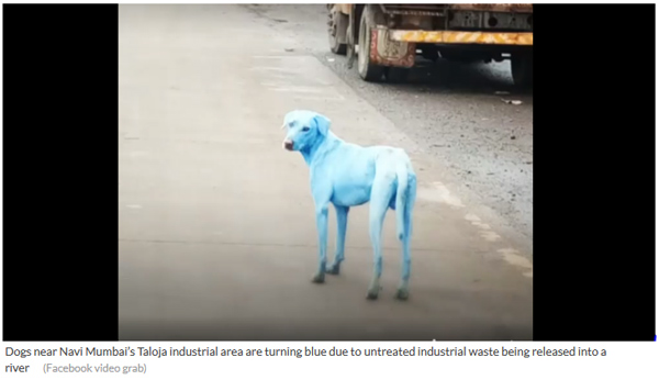 印度孟買:工業(yè)廢水導(dǎo)致郊區(qū)的狗變成藍(lán)色