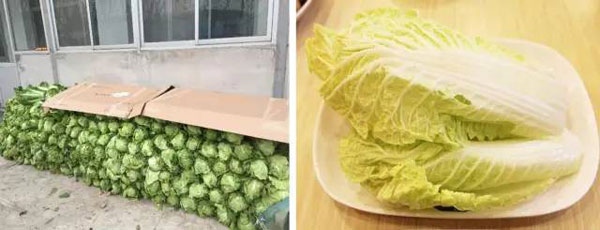 “南北差異”大討論：南方買菜買一頓，北方買菜買一噸？