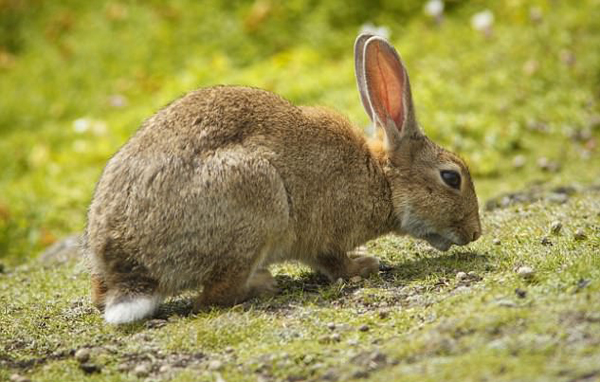 寵物不想養(yǎng)了怎么辦？瑞士人民的做法是送到動(dòng)物園喂老虎!