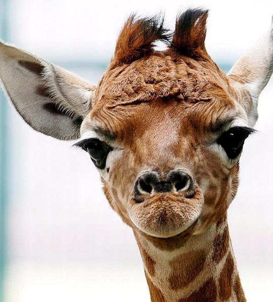 今年萬圣節(jié)扮什么?大數(shù)據(jù)幫你推薦了10種選擇