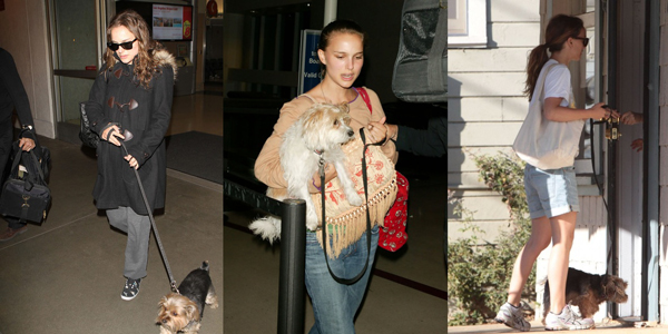 明星愛犬咬傷鄰居間接致其死亡，寵物不拴繩害人也害狗