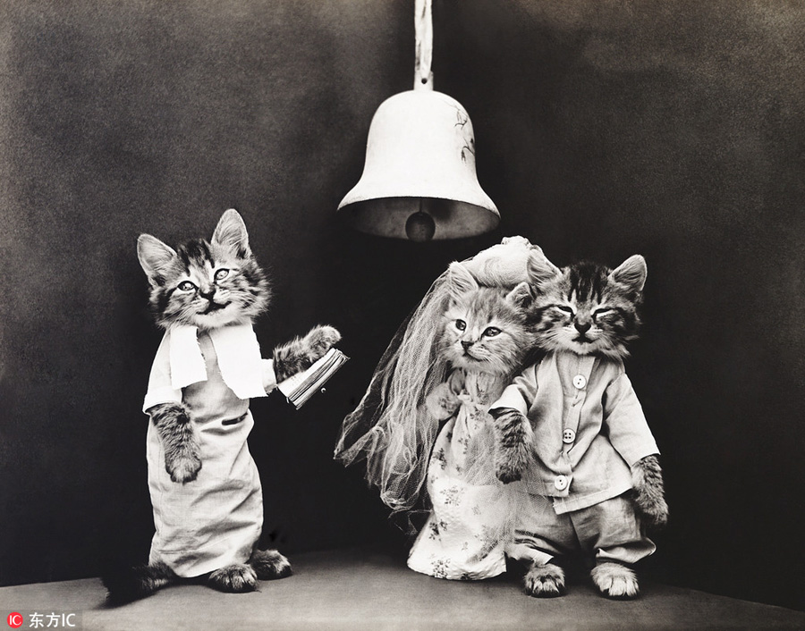 萌物過家家！一個世紀(jì)前的攝影家教你如何正確吸貓吸狗