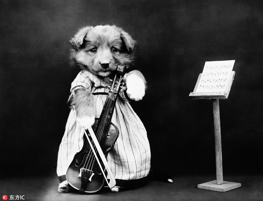 萌物過家家！一個(gè)世紀(jì)前的攝影家教你如何正確吸貓吸狗