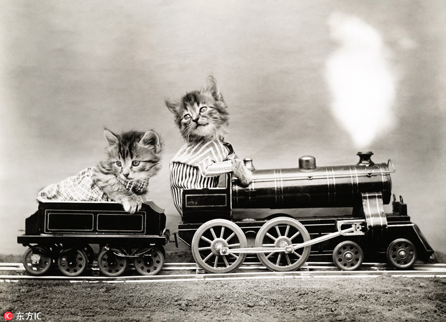 萌物過家家！一個(gè)世紀(jì)前的攝影家教你如何正確吸貓吸狗
