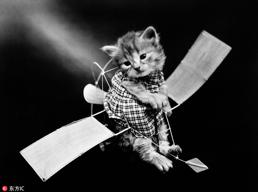 萌物過家家！一個世紀前的攝影家教你如何正確吸貓吸狗