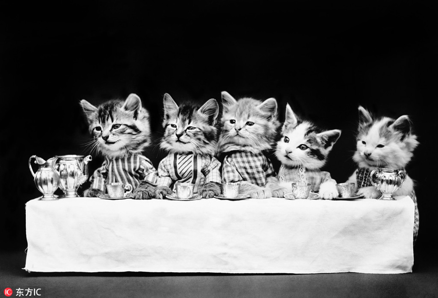 萌物過家家！一個世紀(jì)前的攝影家教你如何正確吸貓吸狗