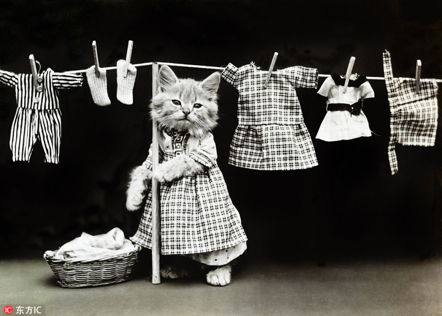萌物過家家！一個(gè)世紀(jì)前的攝影家教你如何正確吸貓吸狗
