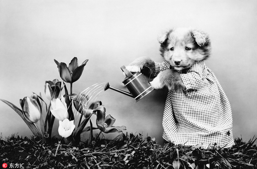 萌物過(guò)家家！一個(gè)世紀(jì)前的攝影家教你如何正確吸貓吸狗