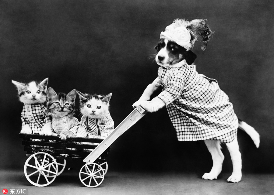 萌物過家家！一個世紀前的攝影家教你如何正確吸貓吸狗