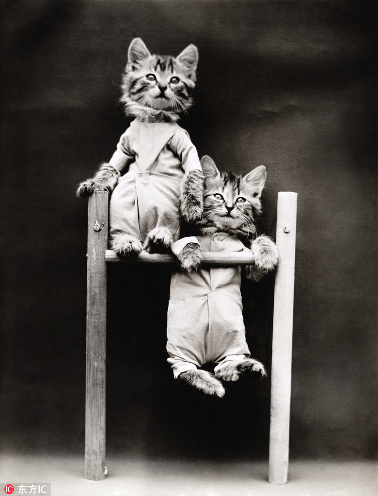 萌物過(guò)家家！一個(gè)世紀(jì)前的攝影家教你如何正確吸貓吸狗