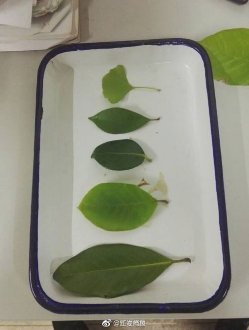 6000片樹(shù)葉做出美裙 原來(lái)他們是這么做到的！