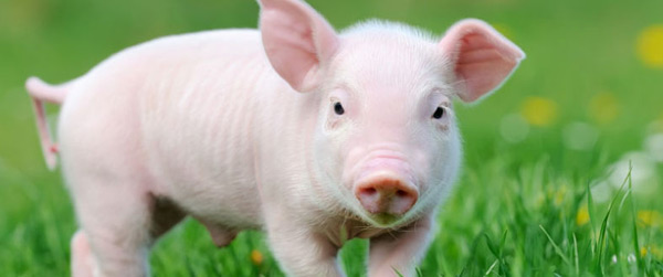 牛津熱詞:新品“低脂豬”