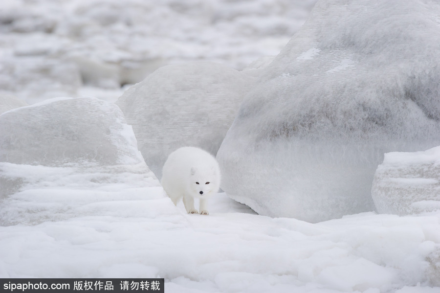 純凈的北方國(guó)度 加拿大冬日風(fēng)光（組圖）