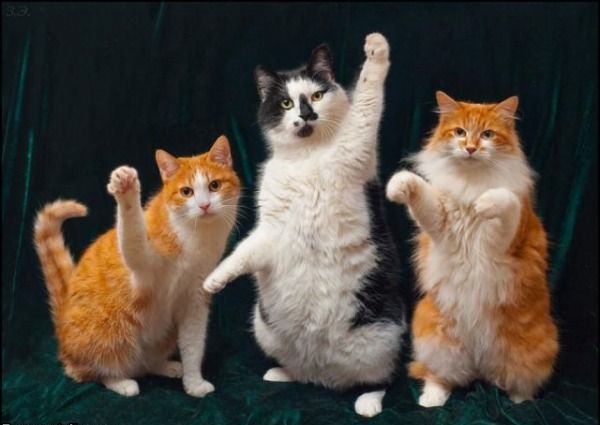 四六級(jí)作文:原因萬能句