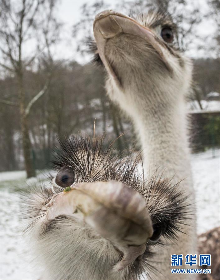 萌萌噠！“治愈系”動(dòng)物們的憨萌瞬間（組圖）