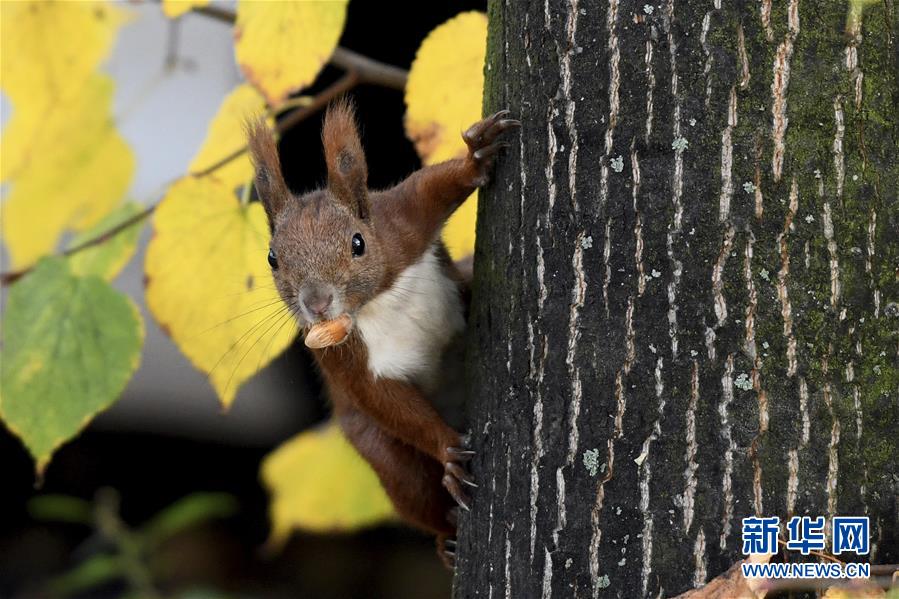 萌萌噠！“治愈系”動物們的憨萌瞬間（組圖）