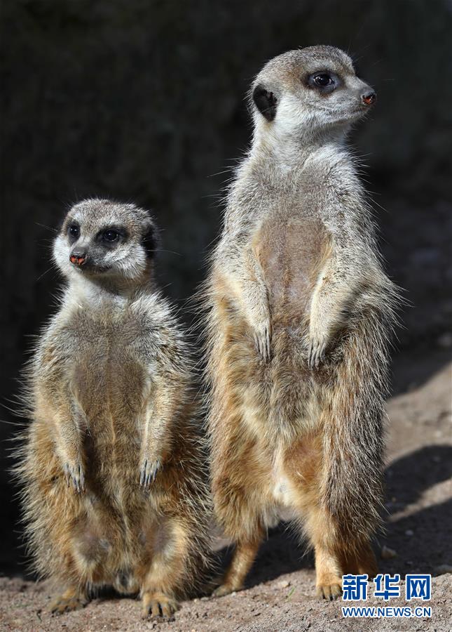 萌萌噠！“治愈系”動物們的憨萌瞬間（組圖）