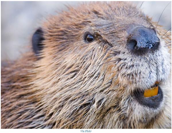 關(guān)于動(dòng)物的14個(gè)誤解 個(gè)個(gè)讓你驚掉下巴