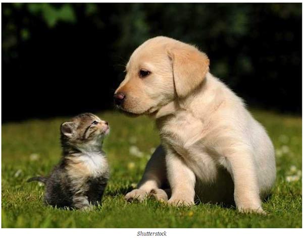 關(guān)于動(dòng)物的14個(gè)誤解 個(gè)個(gè)讓你驚掉下巴