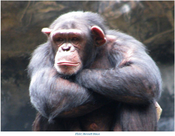 關(guān)于動(dòng)物的14個(gè)誤解 個(gè)個(gè)讓你驚掉下巴