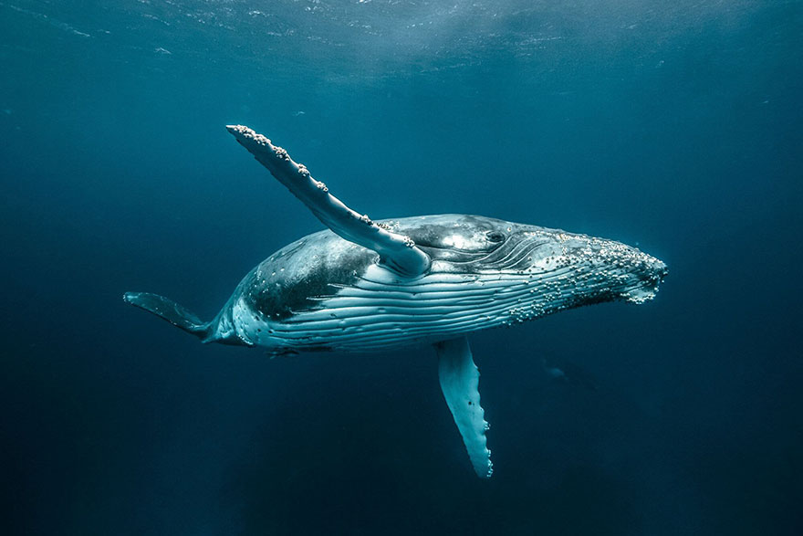 2018哈蘇年度攝影師獎(jiǎng)獲獎(jiǎng)作品欣賞（組圖）