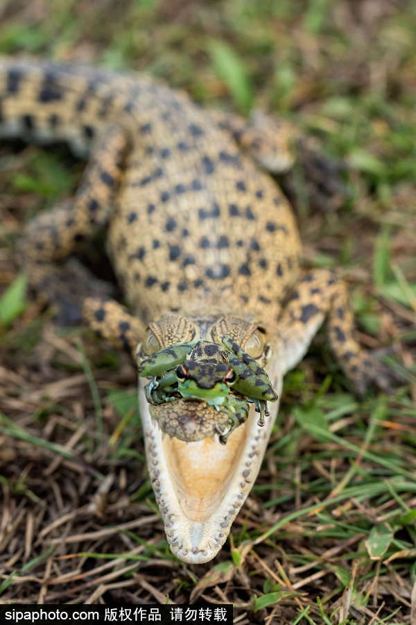 你的“蛙兒子”回來(lái)了嗎？盤(pán)點(diǎn)動(dòng)物界佛系蛙日常萌照（組圖）