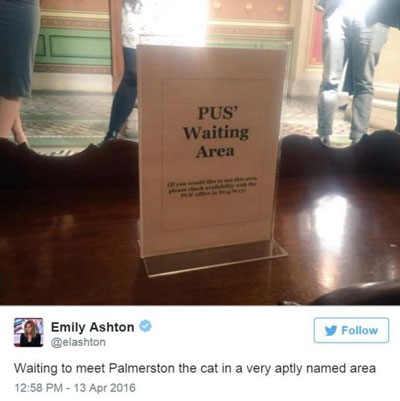 貓生艱難！英國外交部捕鼠官被“制裁”，或因工作效率變低