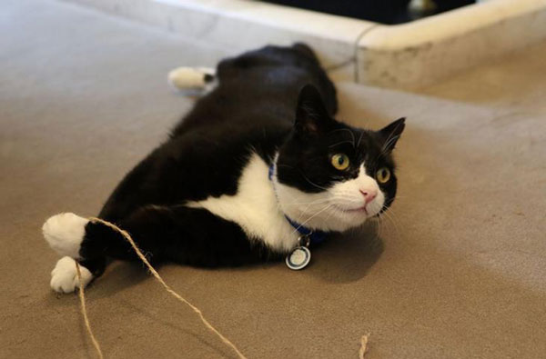 貓生艱難！英國外交部捕鼠官被“制裁”，或因工作效率變低