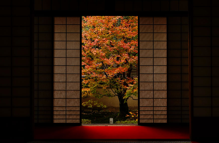 2018索尼世界攝影大賽獲獎作品欣賞（組圖）