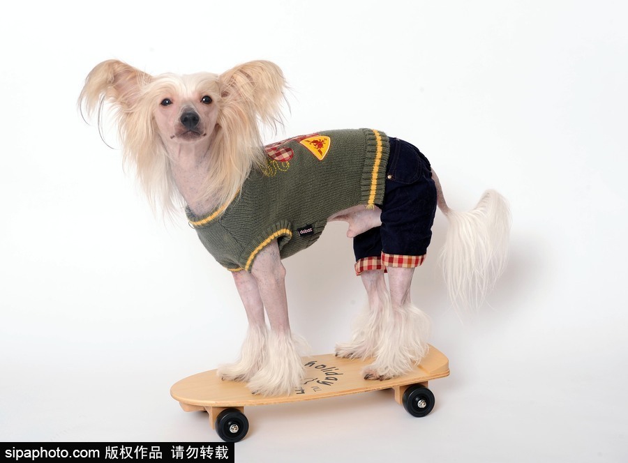 人不如狗系列！走進(jìn)全世界最奢華的狗狗生活（組圖）