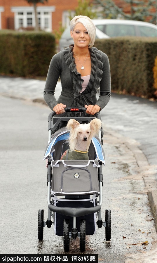 人不如狗系列！走進(jìn)全世界最奢華的狗狗生活（組圖）