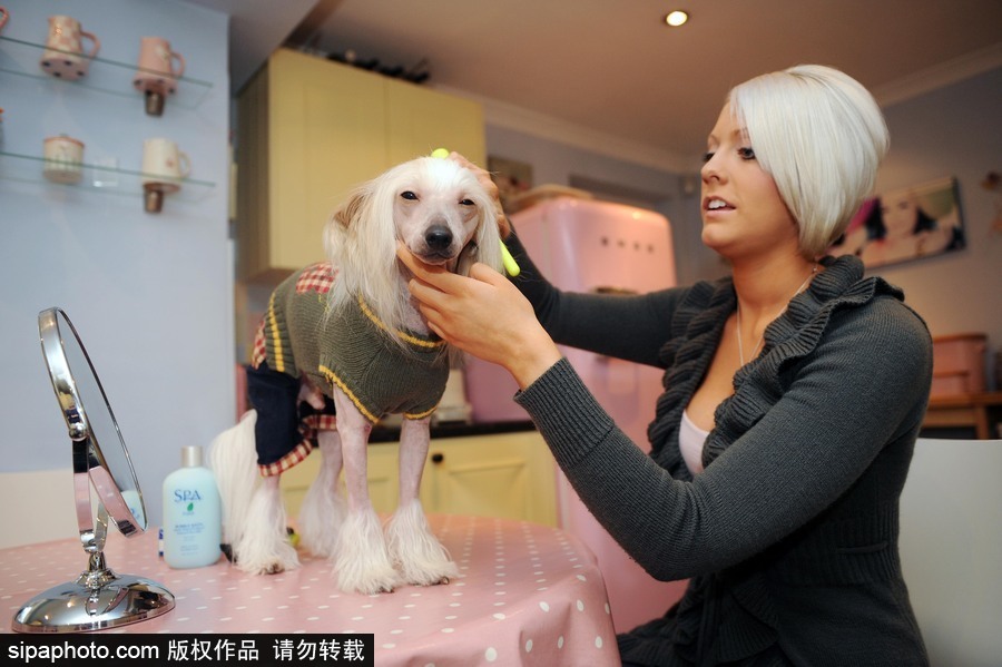 人不如狗系列！走進全世界最奢華的狗狗生活（組圖）